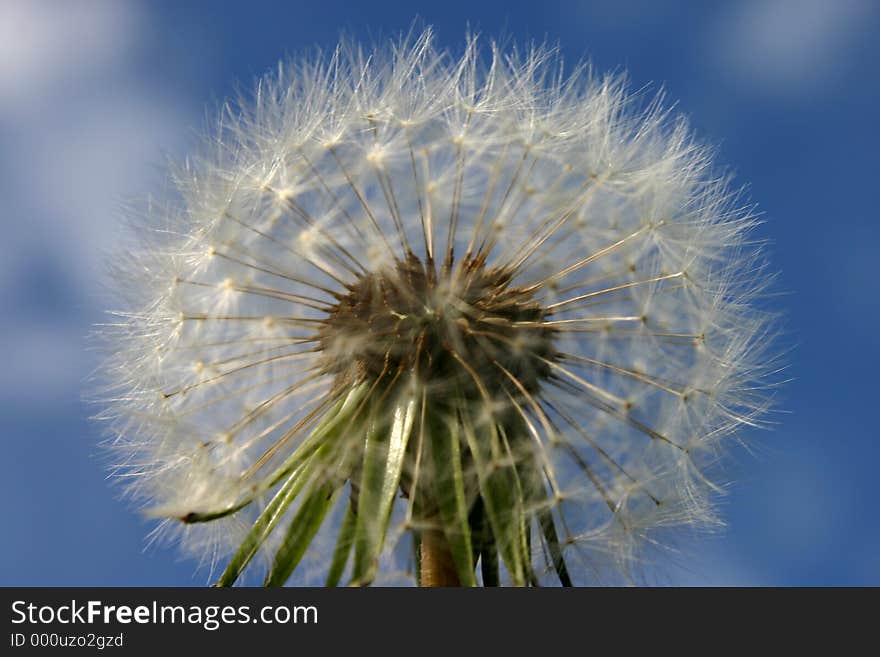 Dandelion seeds against a blue sky. Dandelion seeds against a blue sky.