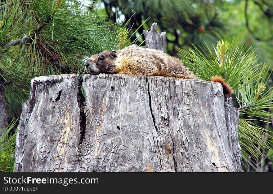 A prarie dog sits on a tree stump