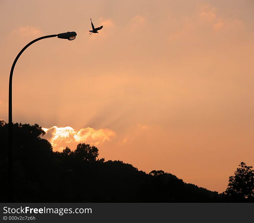 First in Flight