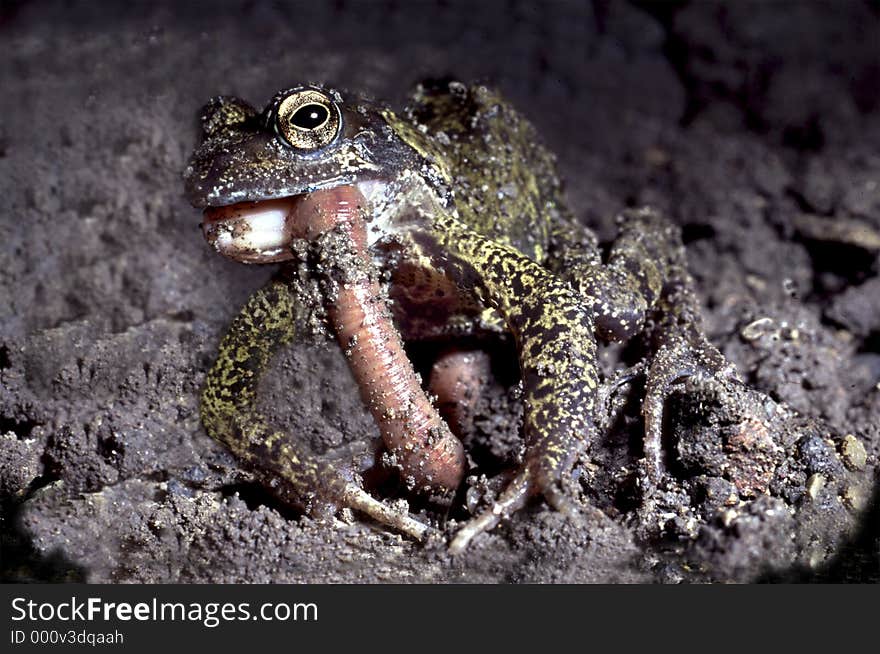 Common frog eating a garden earth wom. Common frog eating a garden earth wom