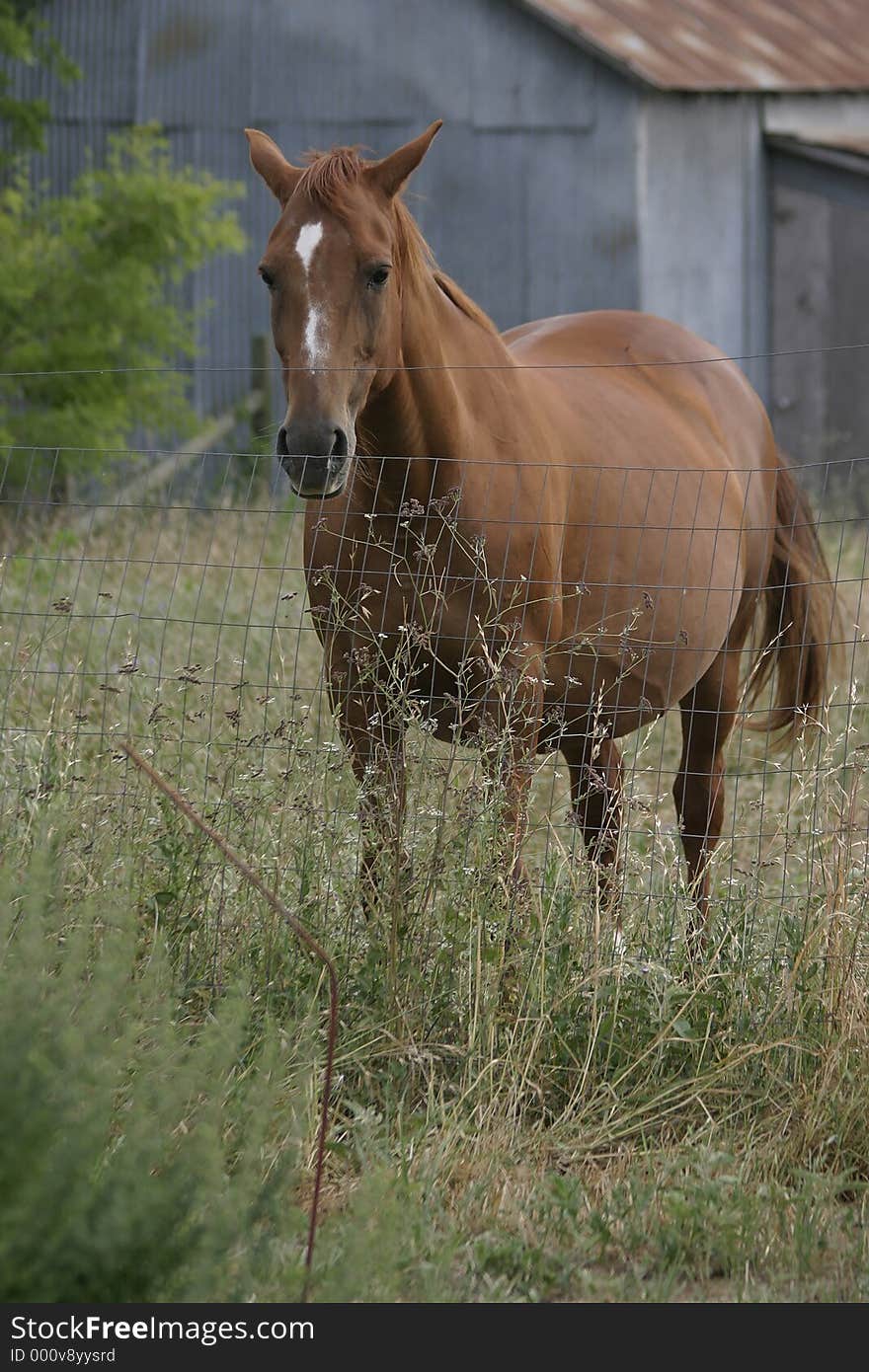 A chestnut broodmare stands behind a fence looking very pregnant.