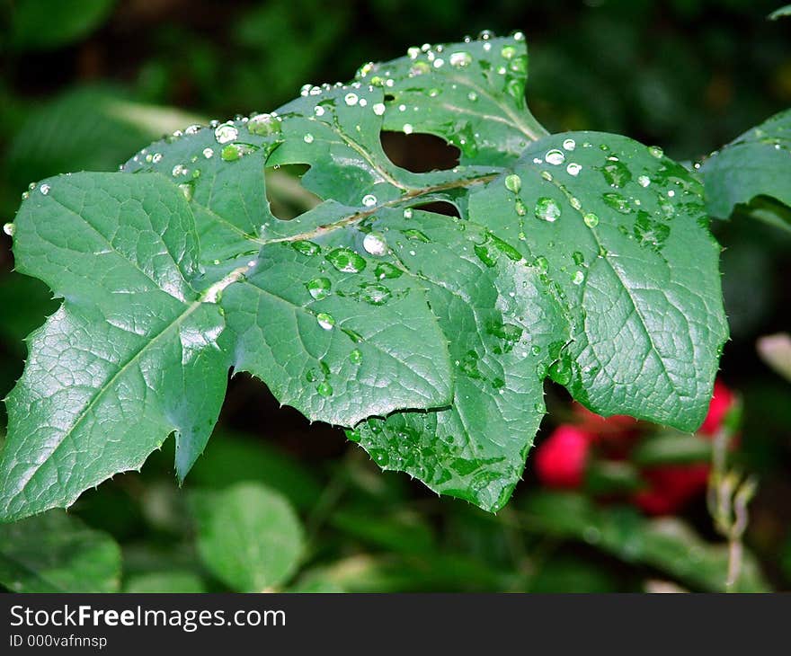 A leaf with rain drops. A leaf with rain drops