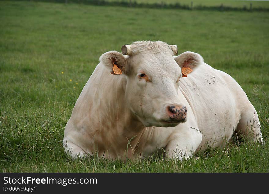 Cow