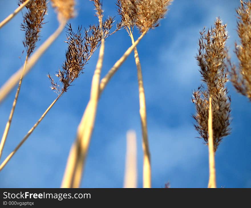 Winter grass blowing in the wind. Winter grass blowing in the wind.