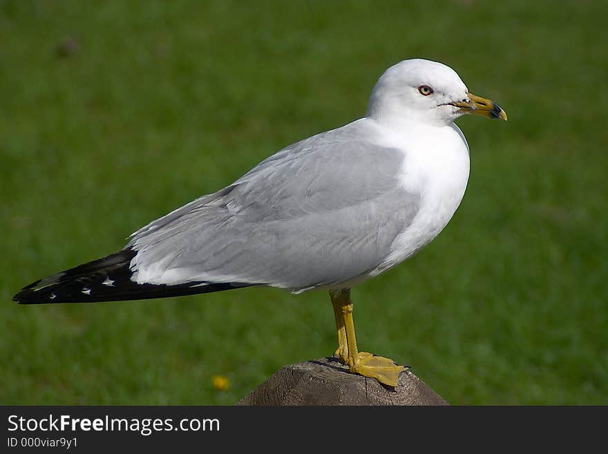 Seagull