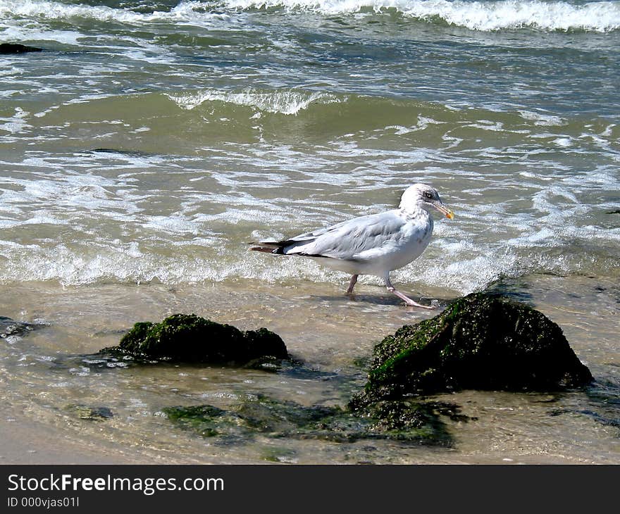 Seagull walking on the beach. Seagull walking on the beach