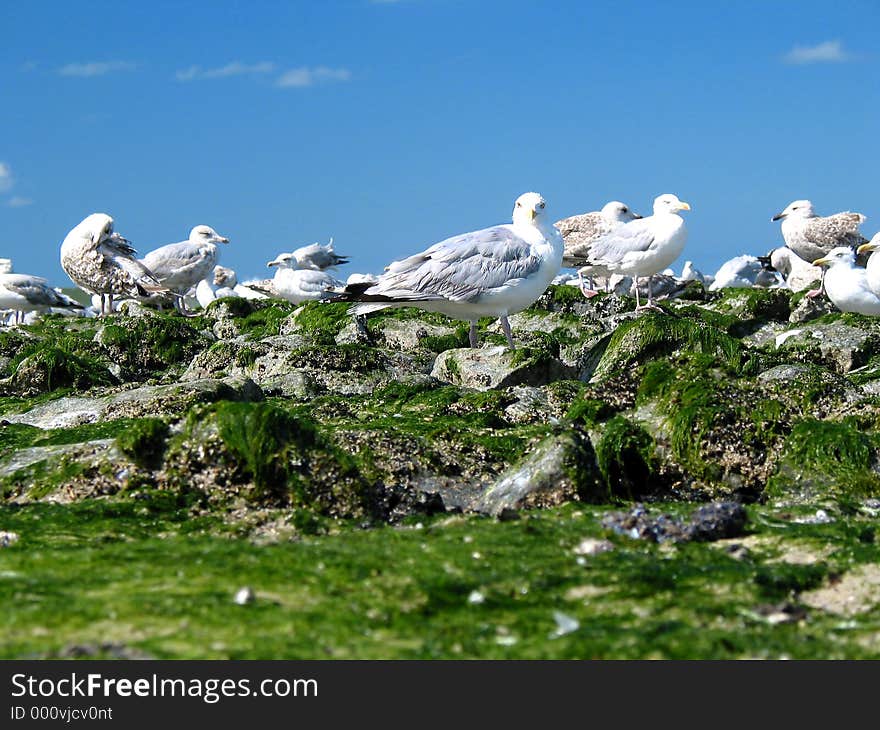 Seagulls on the beach. Seagulls on the beach