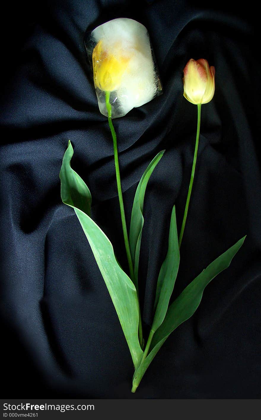 Two tullips, one is frozen and one is alive. Two tullips, one is frozen and one is alive.