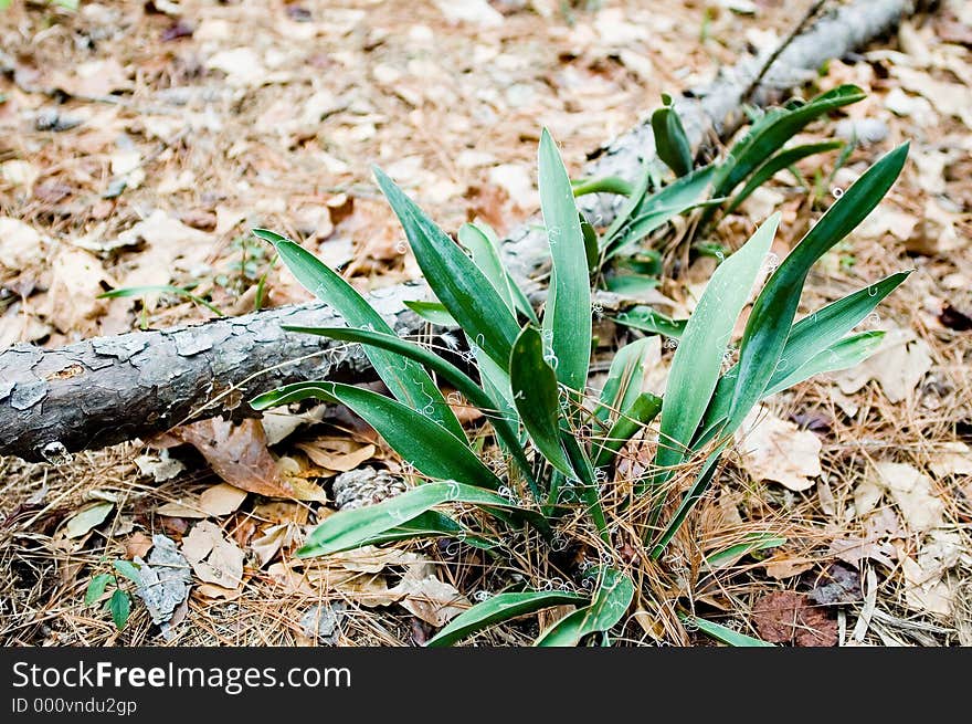 A plant in a forest