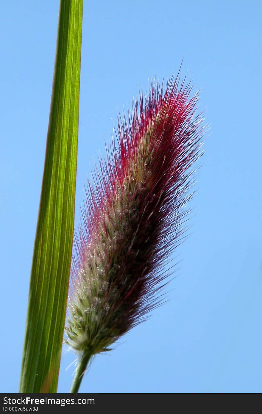 Close Up Wild Grass