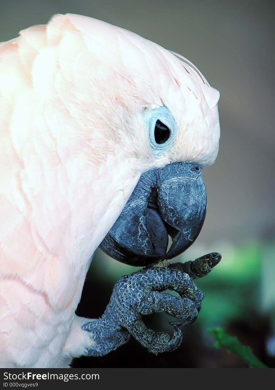 A cockatoo eating