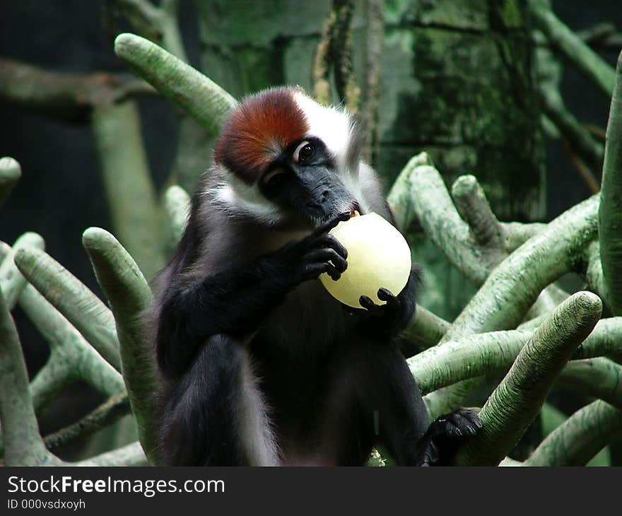 Chimp feeding. Chimp feeding