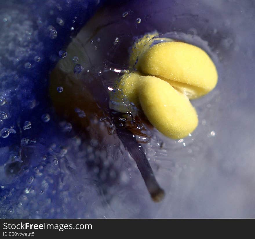 Here is the stamina of a flower wich stand in ice. The ice is blue because the flower is blue. Here is the stamina of a flower wich stand in ice. The ice is blue because the flower is blue.