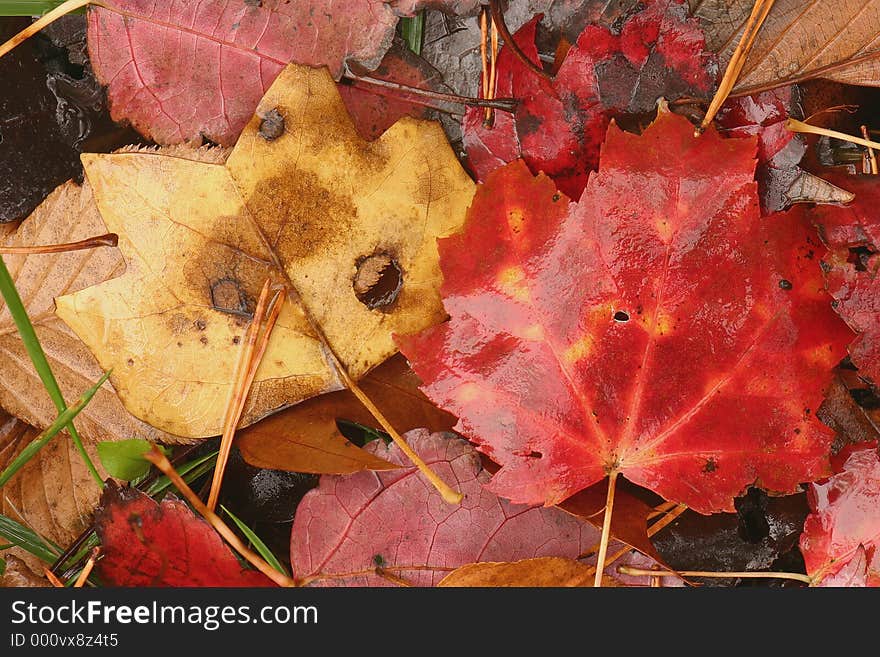 Yellow and Red leaves . Fall in the Georgia Mountains