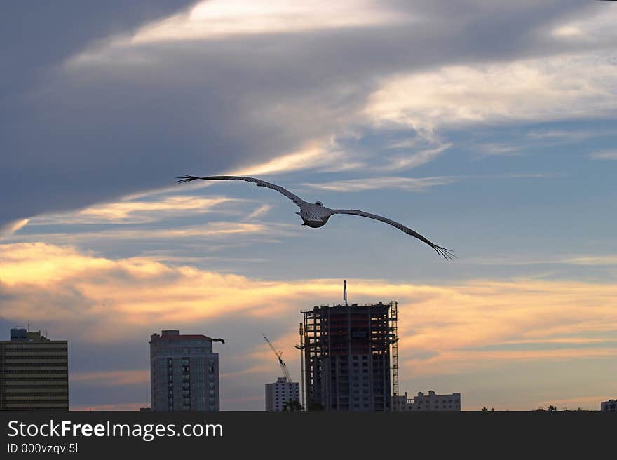 A pelican flying into the sunset with a city skyline beneath. A pelican flying into the sunset with a city skyline beneath.