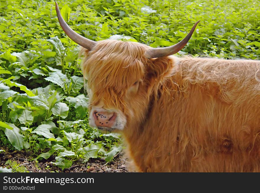 Close up of young Highland Cow