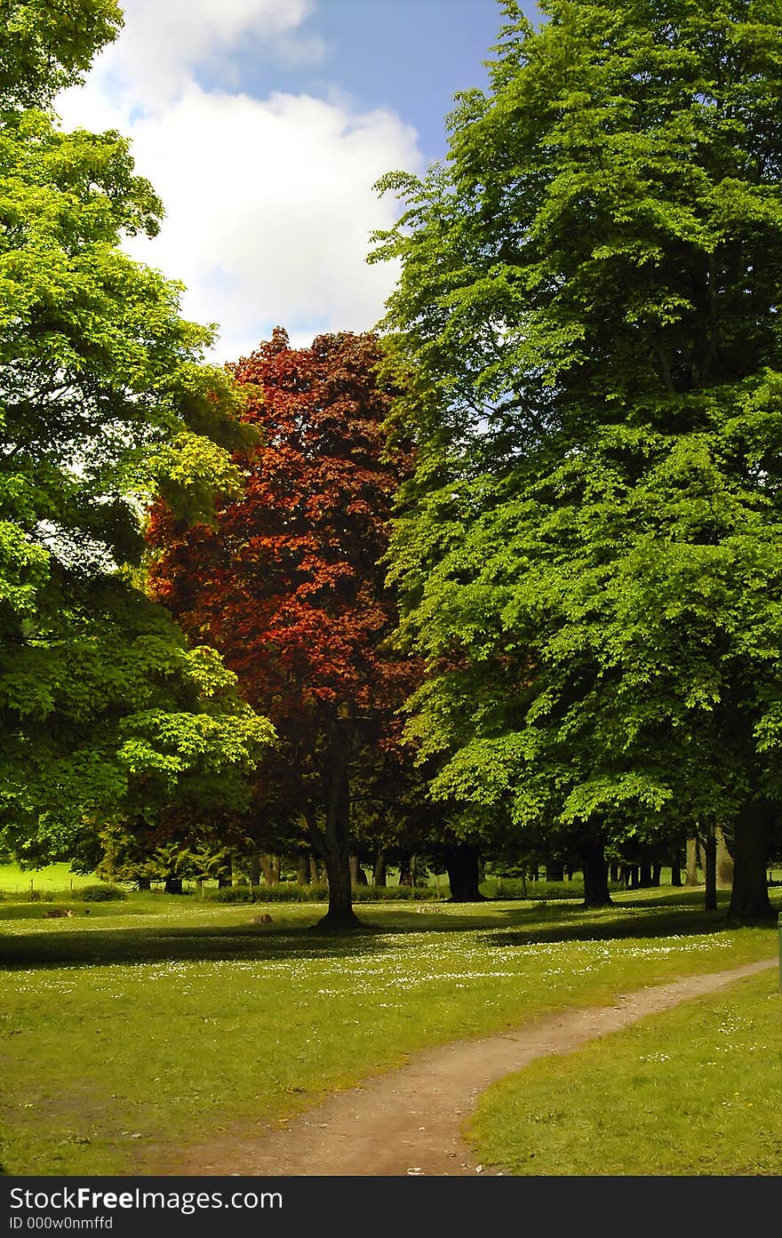 single autumnal tree amongst evergreens. single autumnal tree amongst evergreens