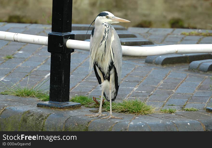 Common grey heron