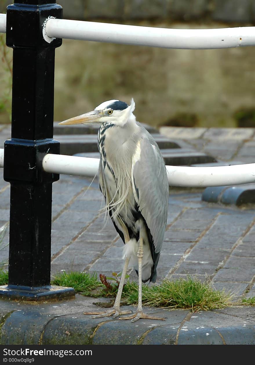 Common grey heron