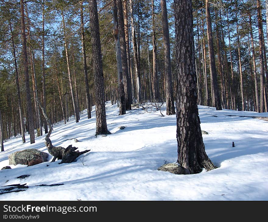 Karelian forest