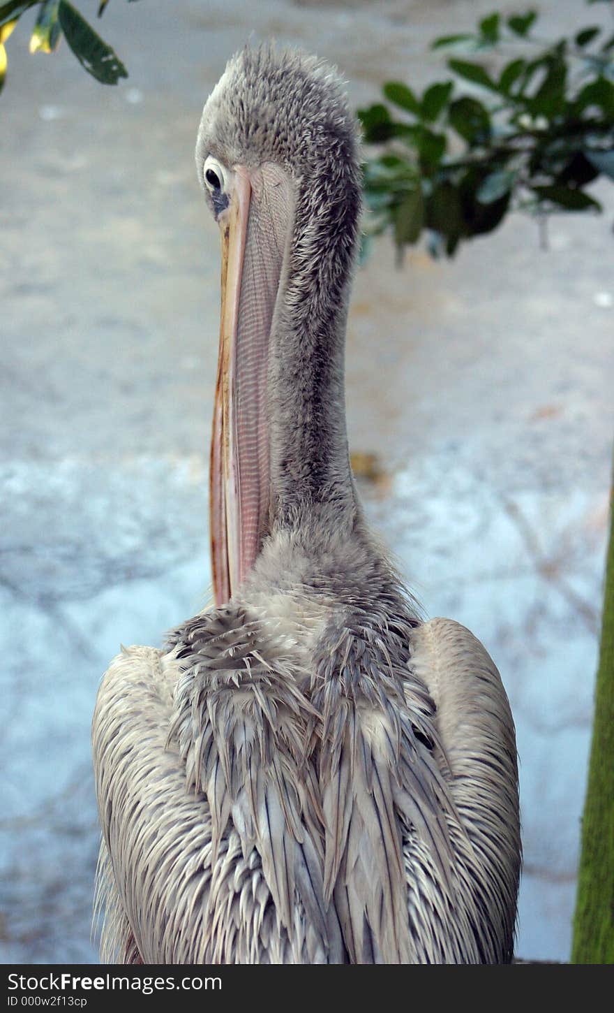 Pink-backed Pelican (Pelecanus rufescens). This bird is one of the smallest of the eight pelican species, but the wing span is still around 8ft. The pelican is white, grey and pink in colour with dark grey wing tips. The top of the beak is yellow and the inside of the pouch pink. Mature individuals have long feather plumes on the back of the head. Of course, they also have a classic pelican beak with the huge throat pouch beneath. Pink-backed Pelican (Pelecanus rufescens). This bird is one of the smallest of the eight pelican species, but the wing span is still around 8ft. The pelican is white, grey and pink in colour with dark grey wing tips. The top of the beak is yellow and the inside of the pouch pink. Mature individuals have long feather plumes on the back of the head. Of course, they also have a classic pelican beak with the huge throat pouch beneath.