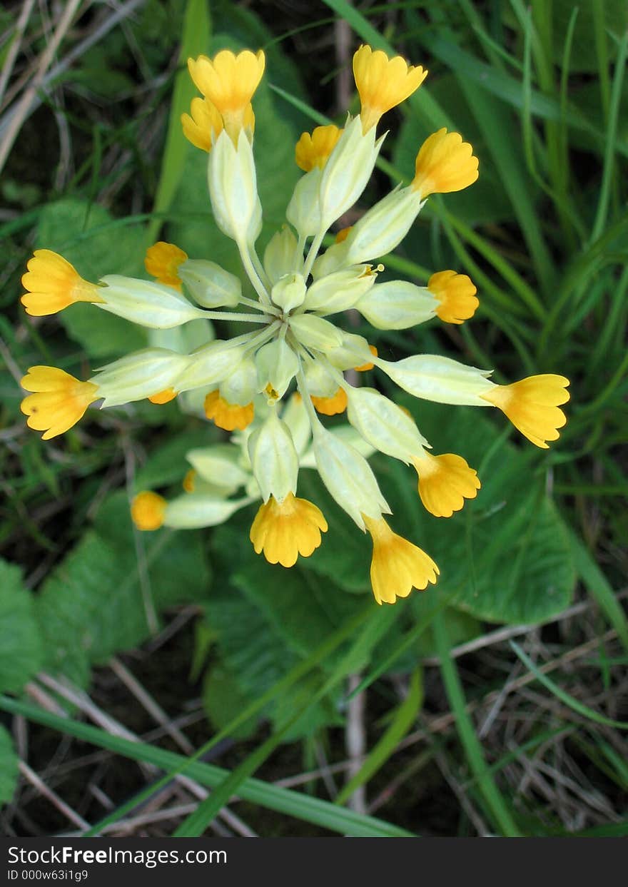 Primrose Detail