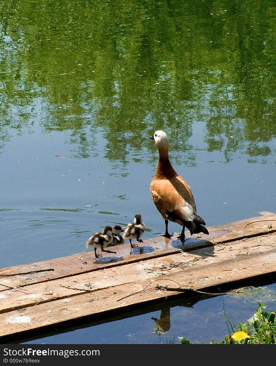 Ruddy shelduck