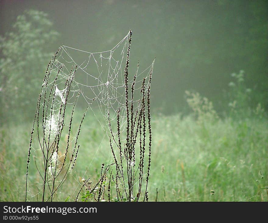 Abandoned Web