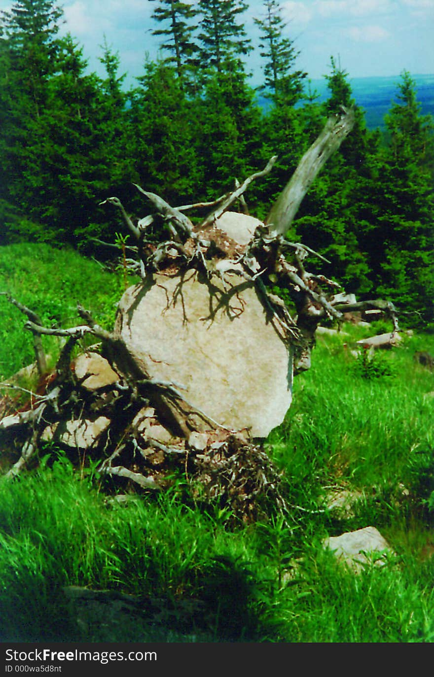 Original photo of a stone wraped with the roots of a trees on the side of a Harz mountain in Germany. Original photo of a stone wraped with the roots of a trees on the side of a Harz mountain in Germany.