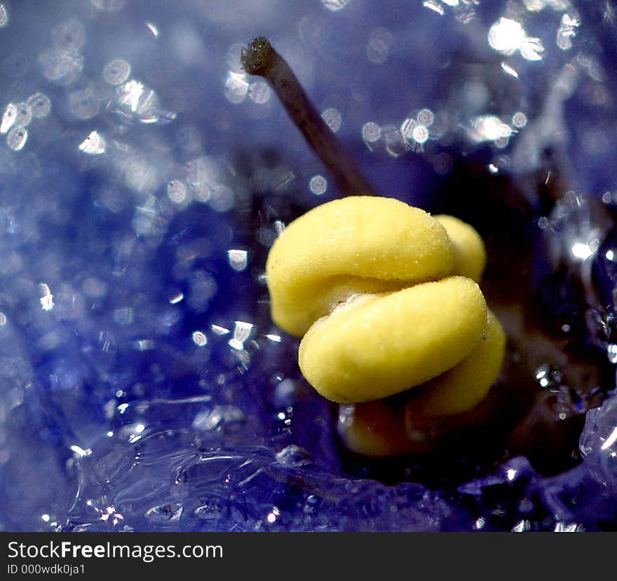 Here is the stamina of a flower wich stand in ice. The ice is blue because the flower is blue. Here is the stamina of a flower wich stand in ice. The ice is blue because the flower is blue.