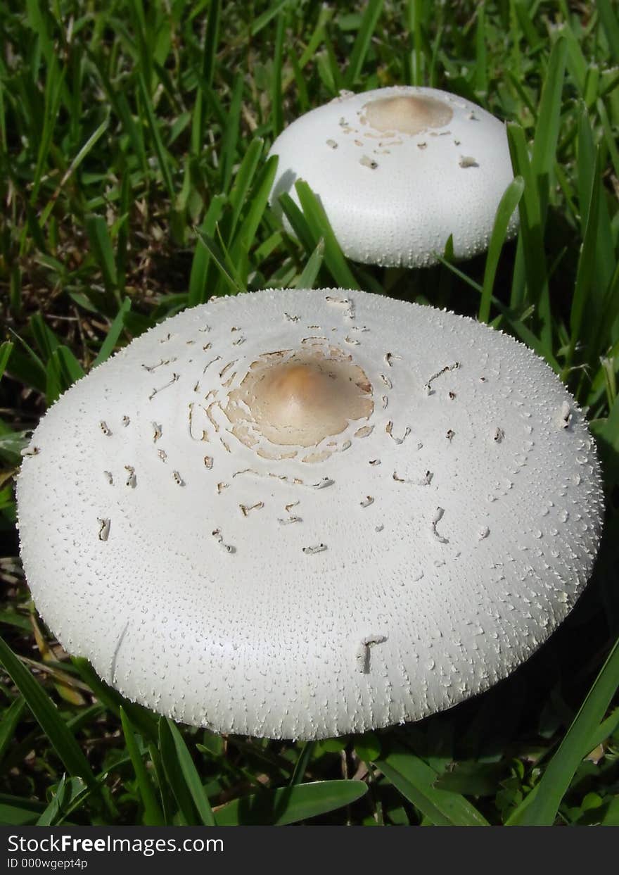 Pair of Toadstools