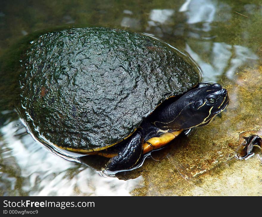 A water turtle emerging from a pond. His shell is covered in moss. A water turtle emerging from a pond. His shell is covered in moss.