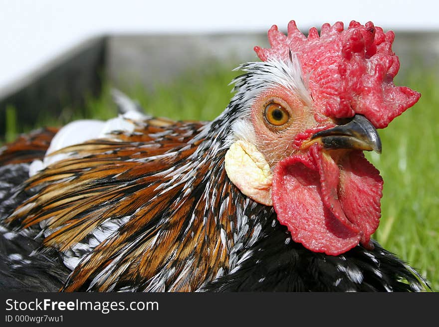 Closeup of sunbathing cockerel. Closeup of sunbathing cockerel