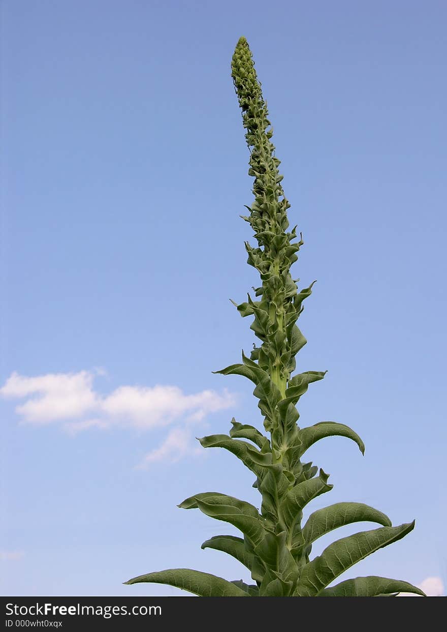 Plant On A Blue Sky