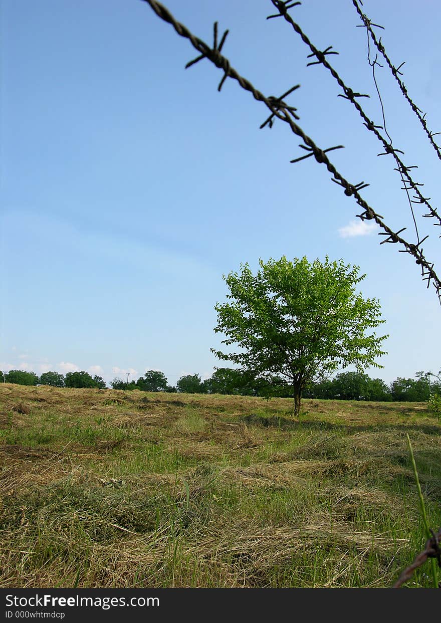 Lonely Tree And A Blue Sky