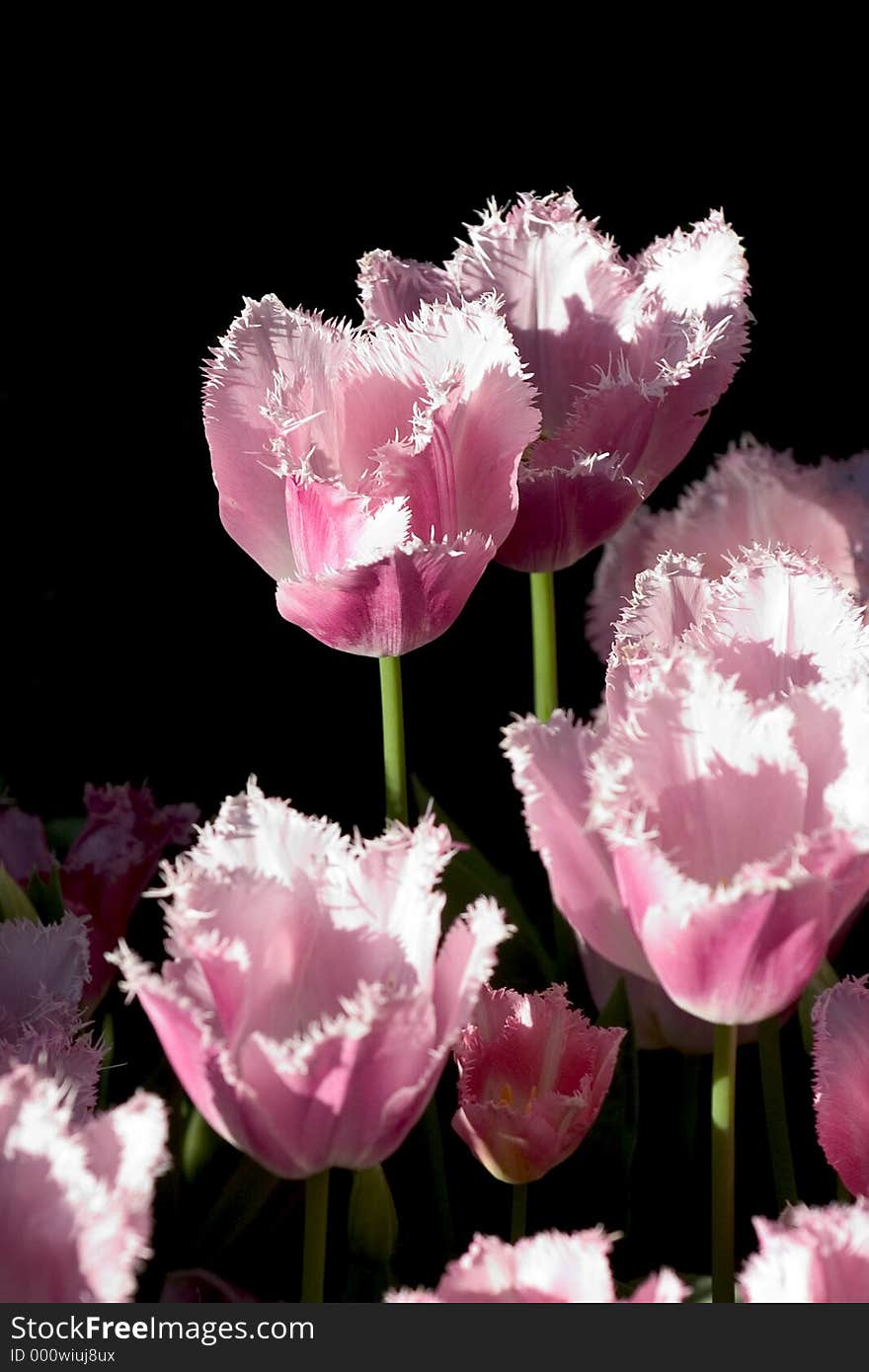 Tulips