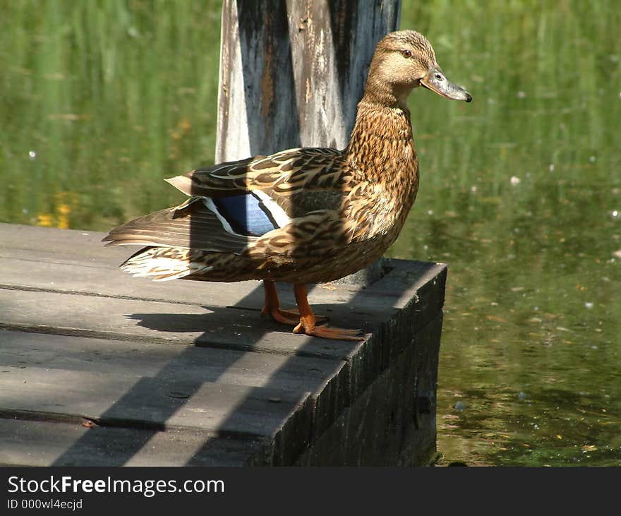 Female duck on a pier