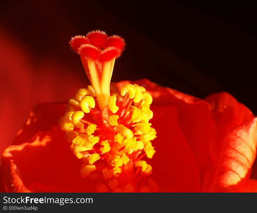 Blooming Hibiscus