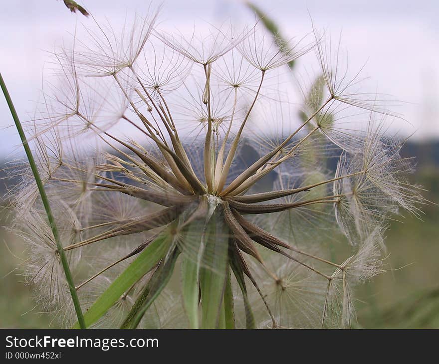 Dry Dandelion