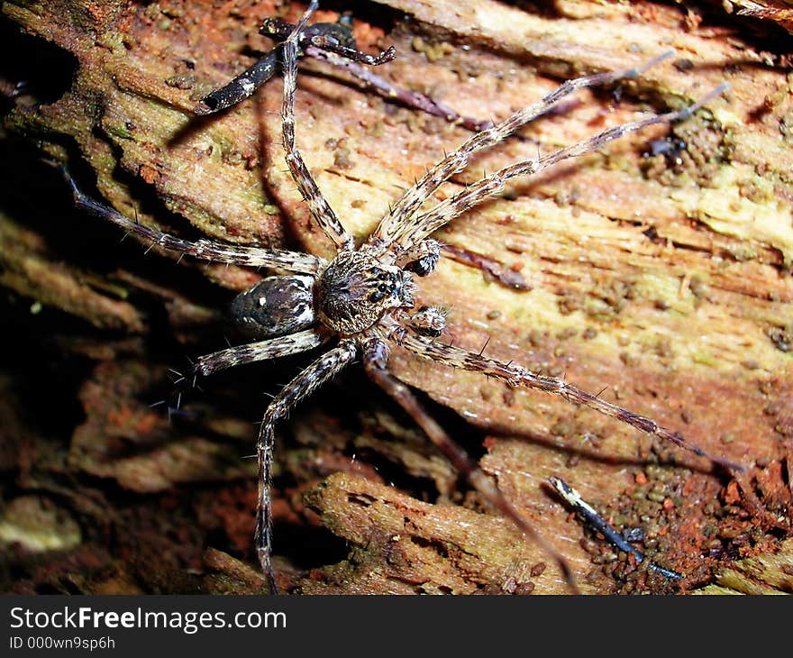 Spider on wood.