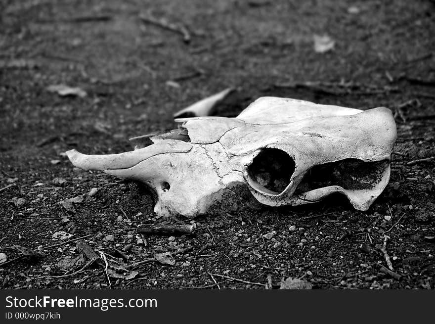 Bleached animal skull