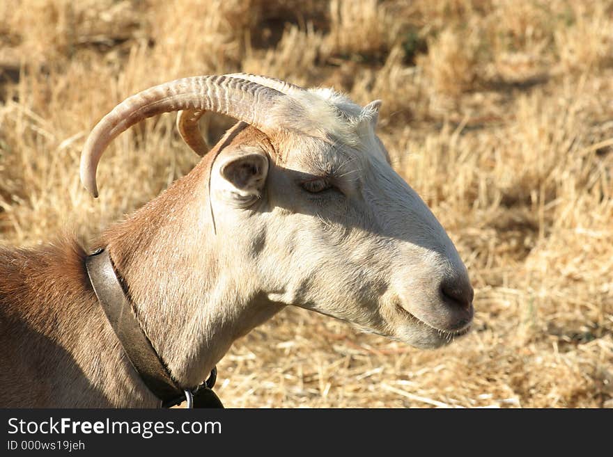 A curious goat / Crete / Greece. A curious goat / Crete / Greece