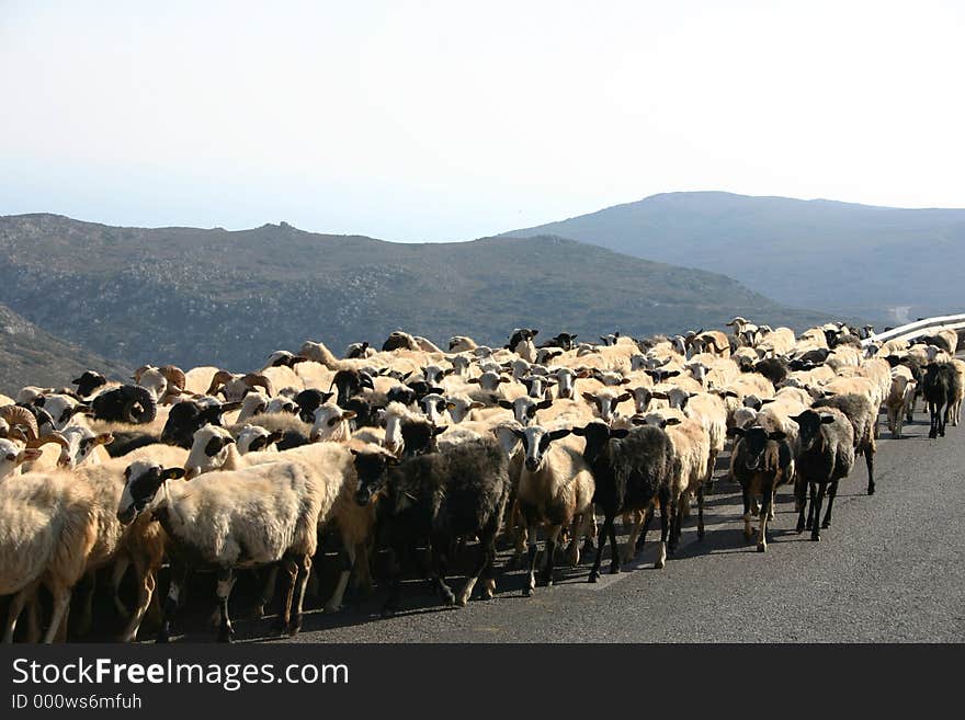 Crete / Sheep Blockade