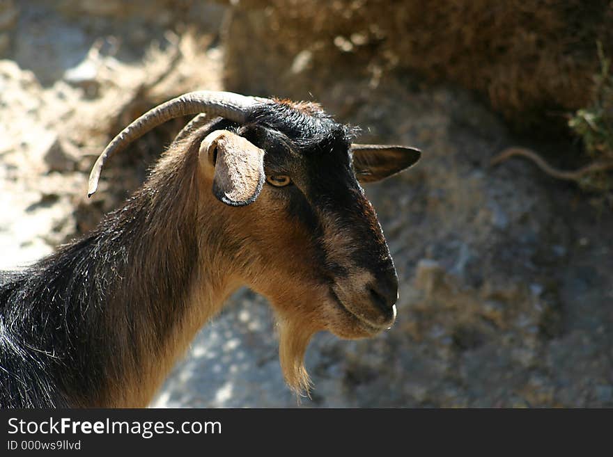 A curious goat / Crete / Greece. A curious goat / Crete / Greece