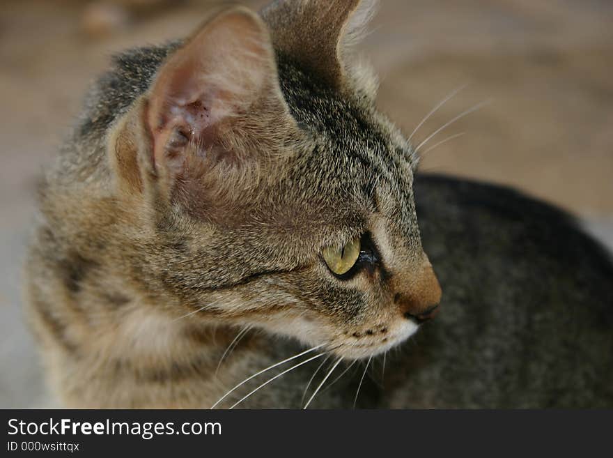 Crete / Cat begging for food