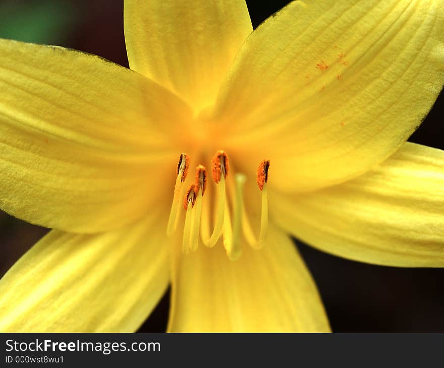 Floral closeup shot shot with Tamron 90mm Macro. Floral closeup shot shot with Tamron 90mm Macro