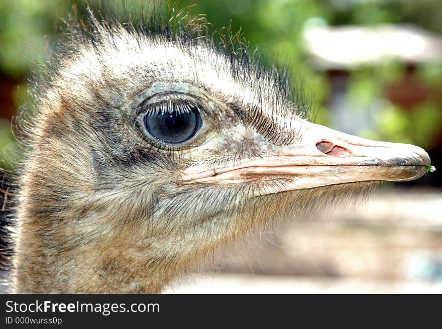 Close-up of an ostrich head. Close-up of an ostrich head.