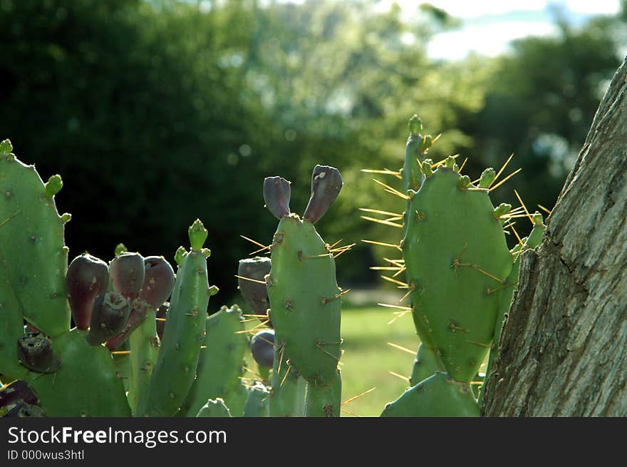 Cactus with fruit growing next to a tree. Cactus with fruit growing next to a tree.