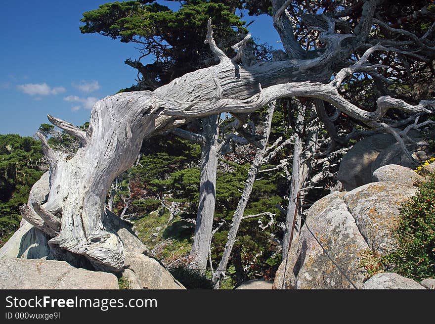 Pt Lobos, Calif. Pt Lobos, Calif