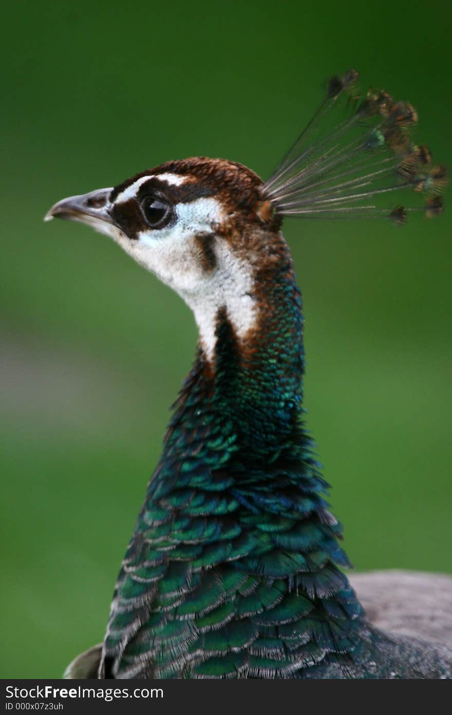 Close up of peahen